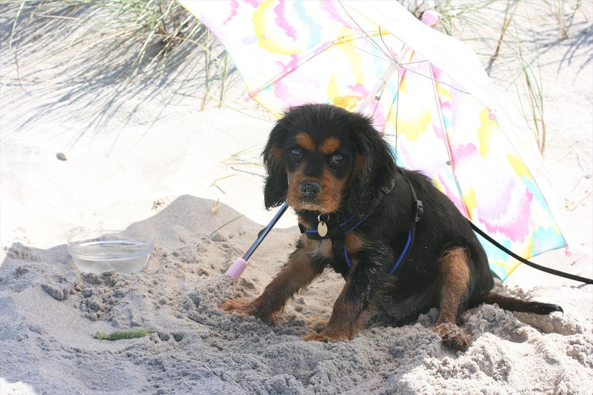 Blanding af racer Arnold - Arnold, ca. 3 mdr., på stranden ved Asserbo billede 10