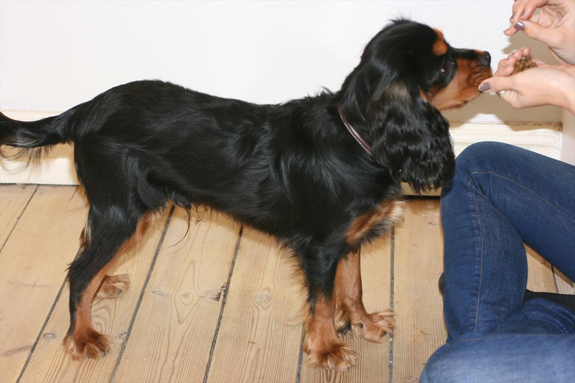 Blanding af racer Arnold - Arnold, ca. 7 måneder billede 11