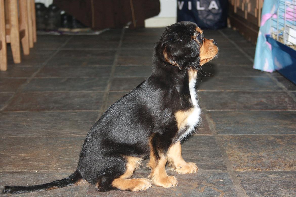 Cavalier king charles spaniel Annexgaardens Bella billede 5