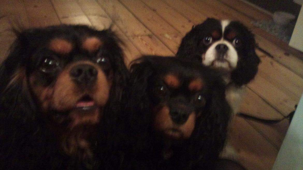 Cavalier king charles spaniel (Souvinier's) Charlie - Charlie og hans aller bedste hundevenner Almunia og Bergkamp. billede 13