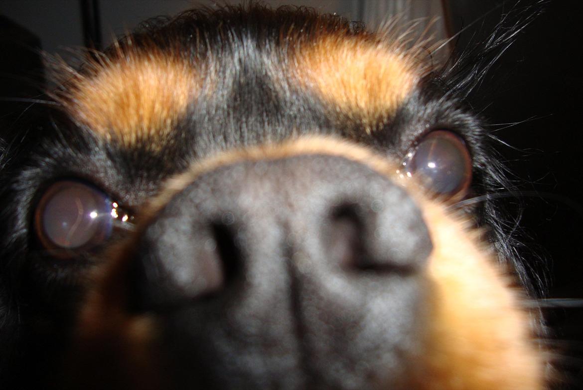 Cavalier king charles spaniel (Souvinier's) Charlie billede 15