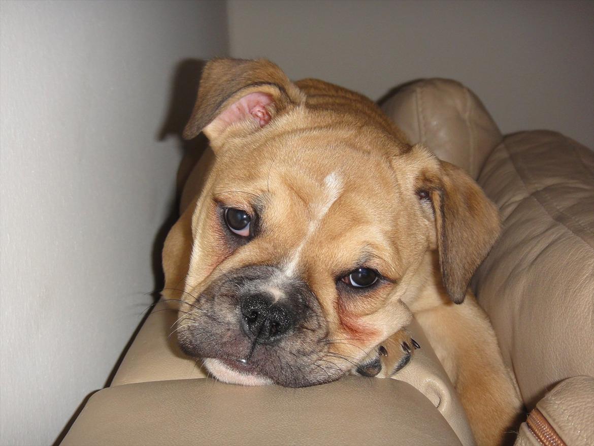Olde english bulldogge Bullina's Wilma - Det er faktisk bedst at sove på sofaryggen ;-) billede 11