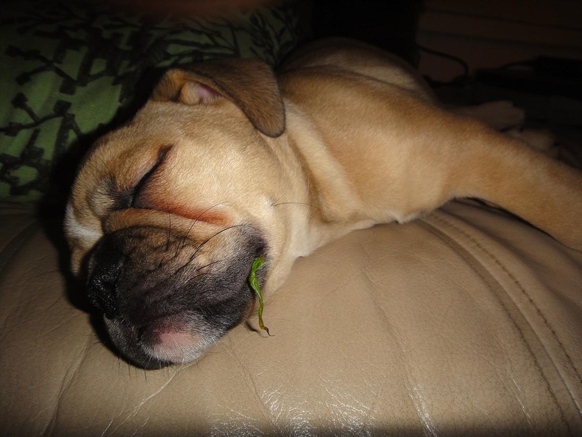 Olde english bulldogge Bullina's Wilma billede 2