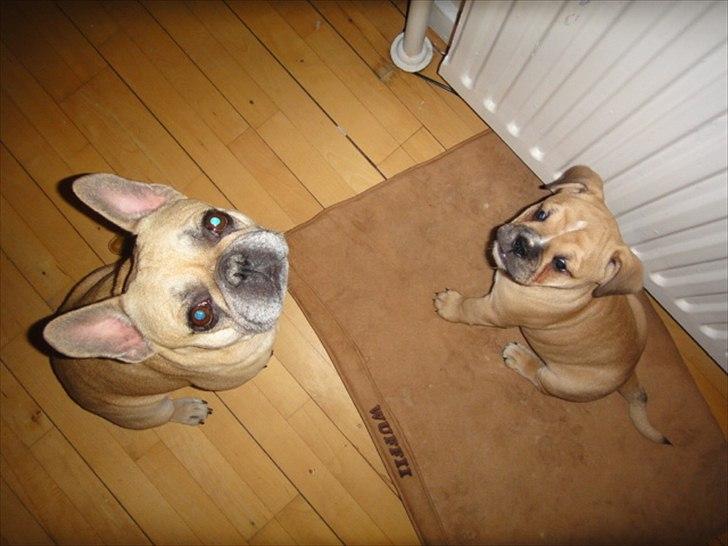 Olde english bulldogge Bullina's Wilma billede 3