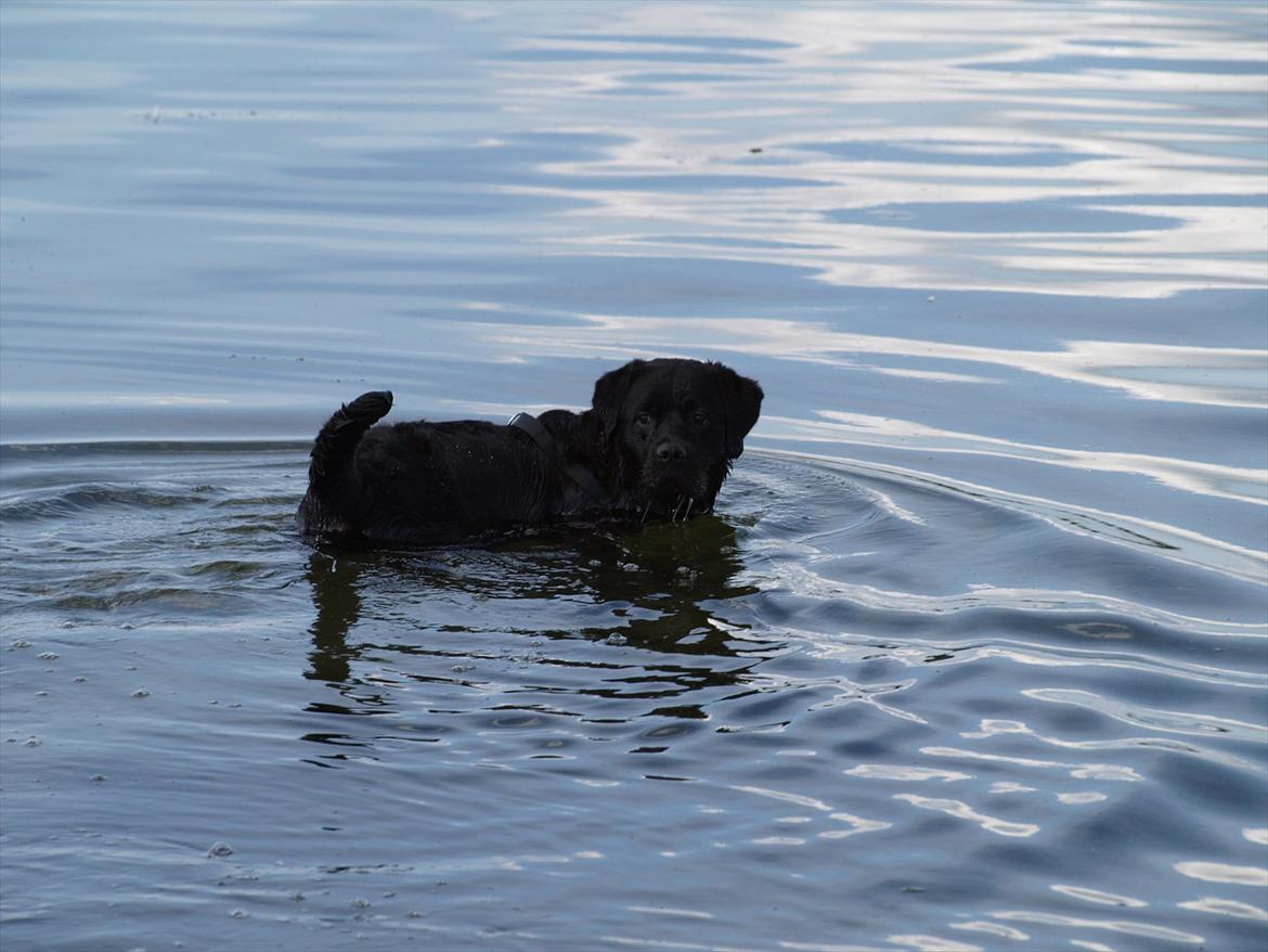 Blanding af racer Simba billede 15