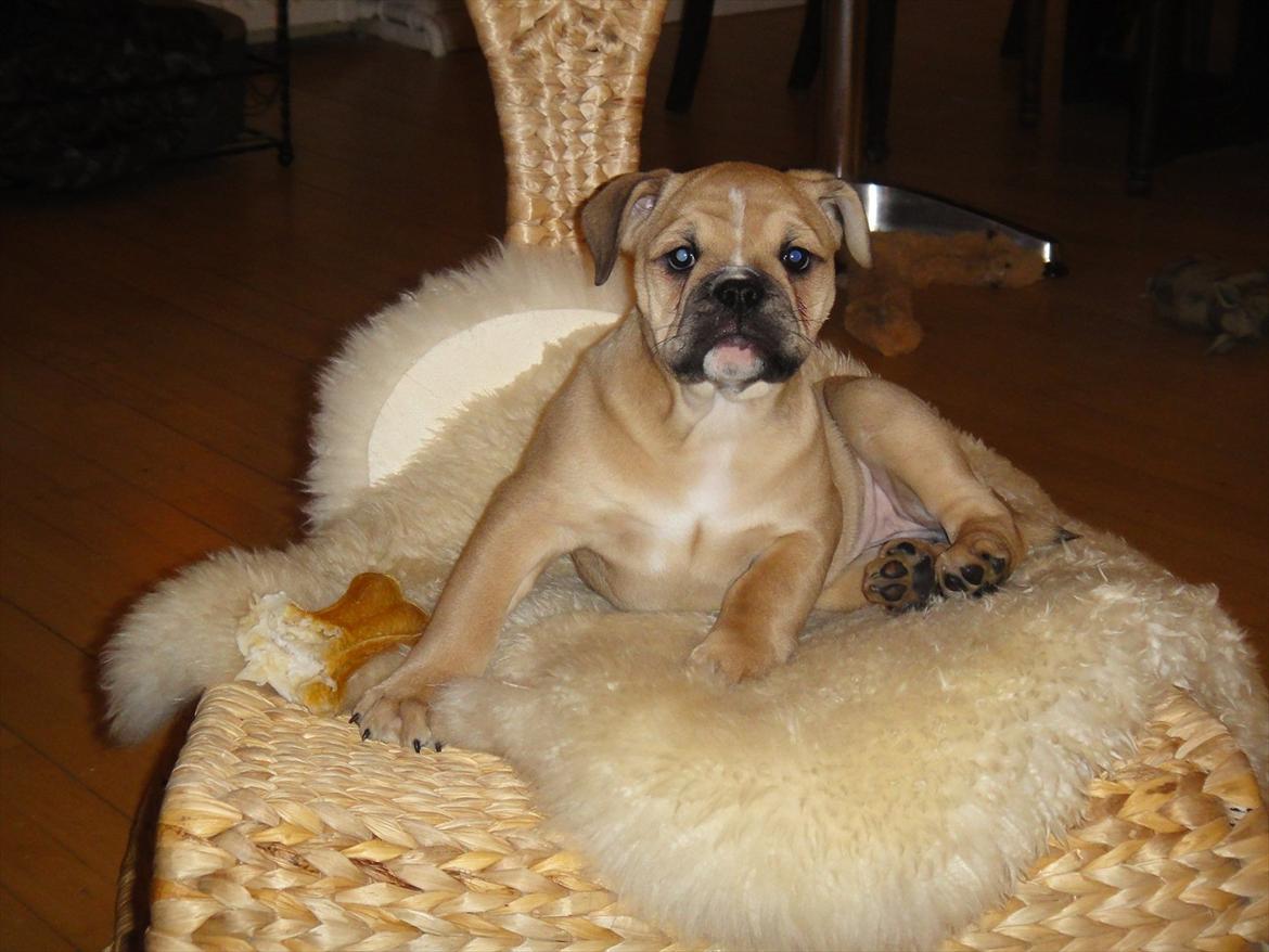 Olde english bulldogge Bullina's Wilma billede 4