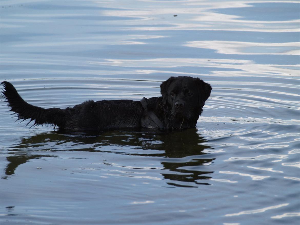 Blanding af racer Simba billede 16