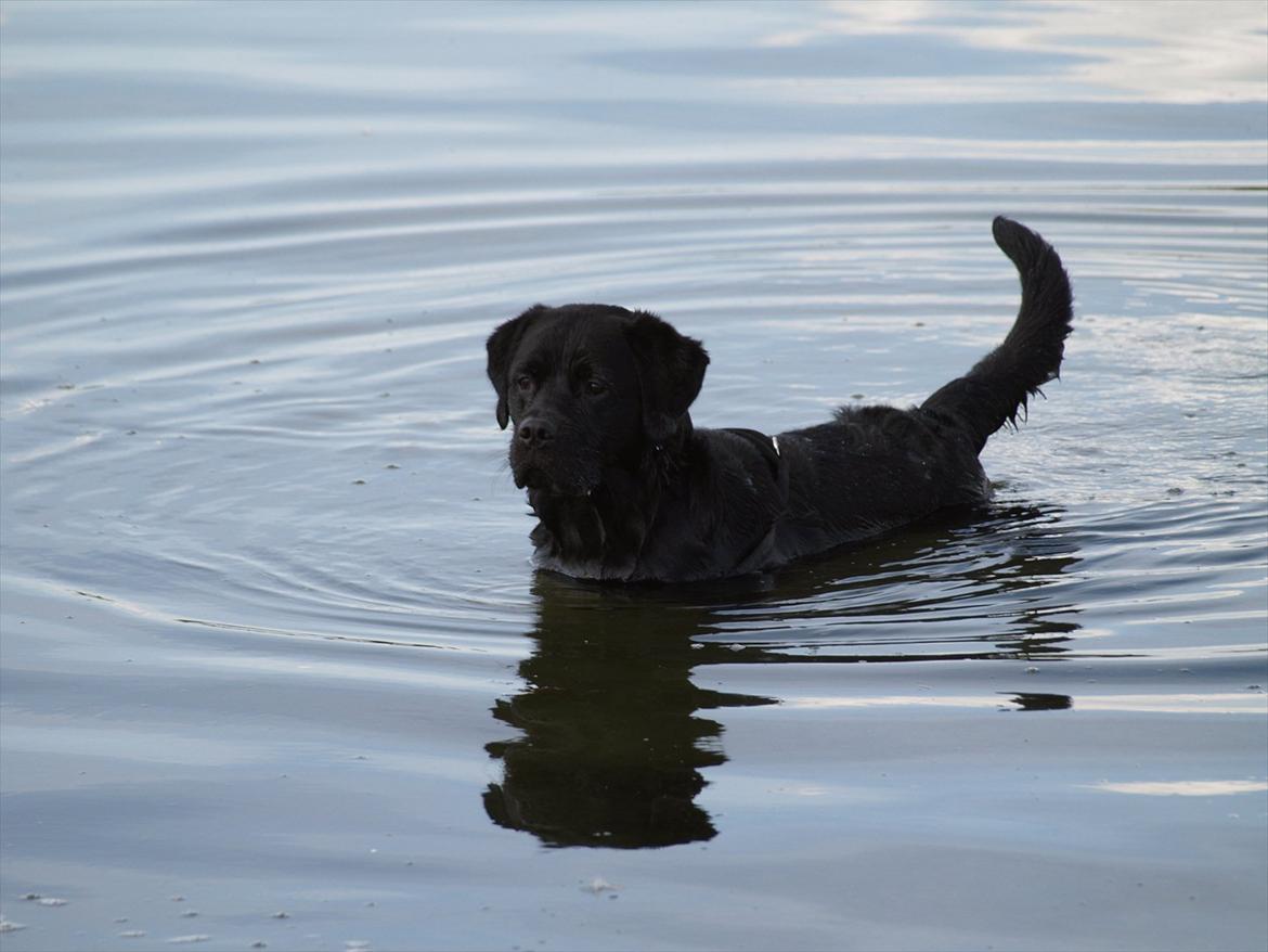 Blanding af racer Simba billede 17