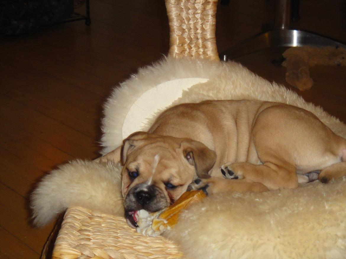 Olde english bulldogge Bullina's Wilma billede 5