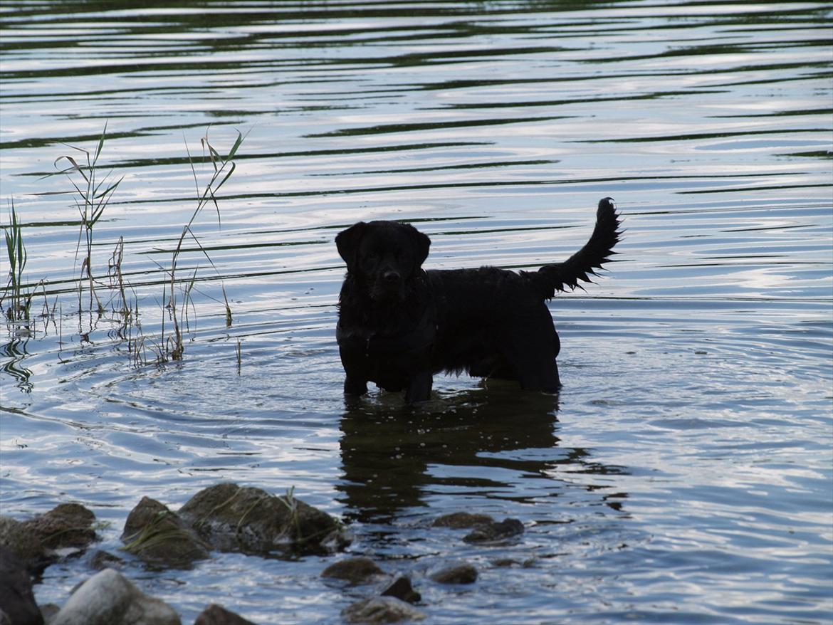 Blanding af racer Simba billede 18