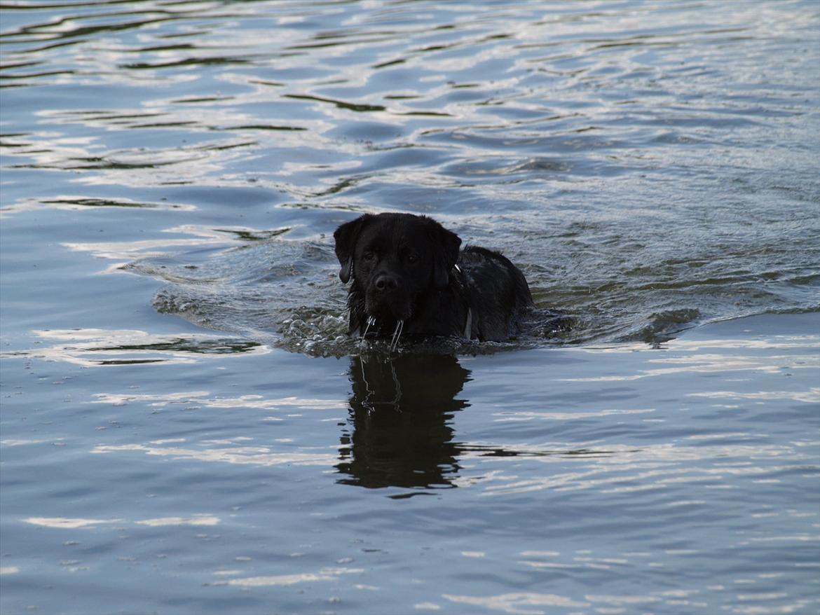 Blanding af racer Simba billede 19