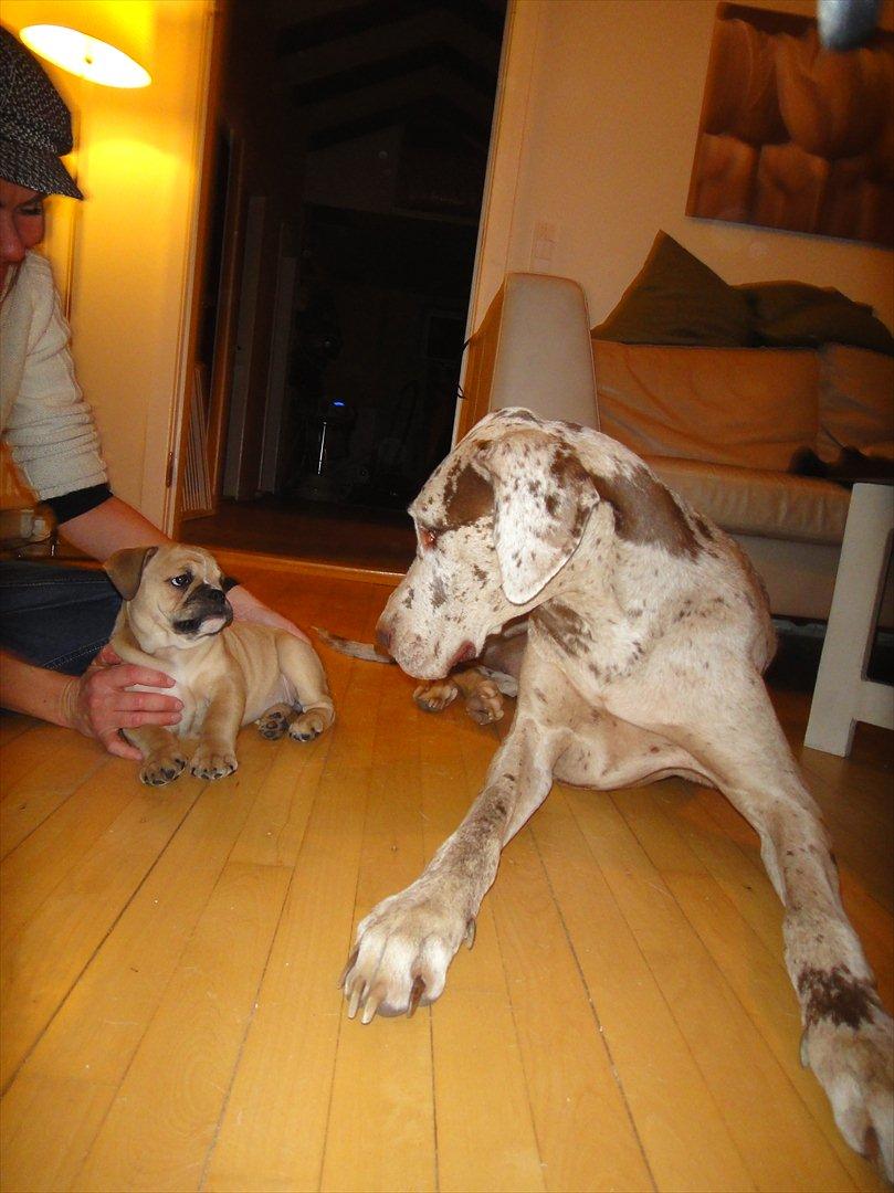 Olde english bulldogge Bullina's Wilma - Wilma og 'tante Liva' ;-)  billede 6