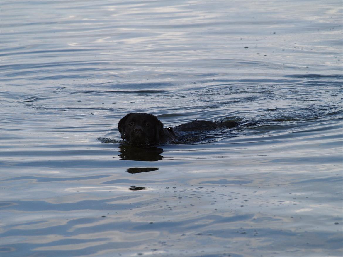 Blanding af racer Simba billede 20