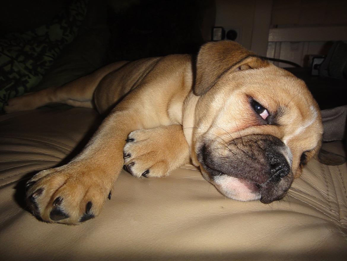 Olde english bulldogge Bullina's Wilma billede 7