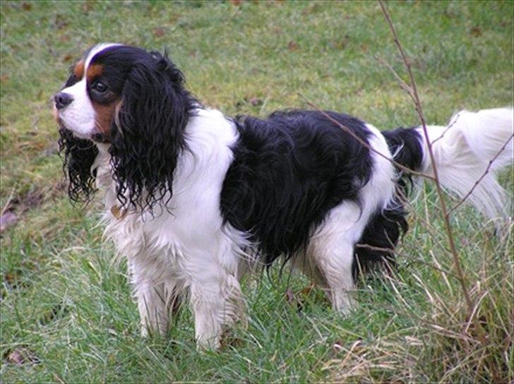 Blanding af racer Arnold - Arnolds far, Anton Berg billede 12