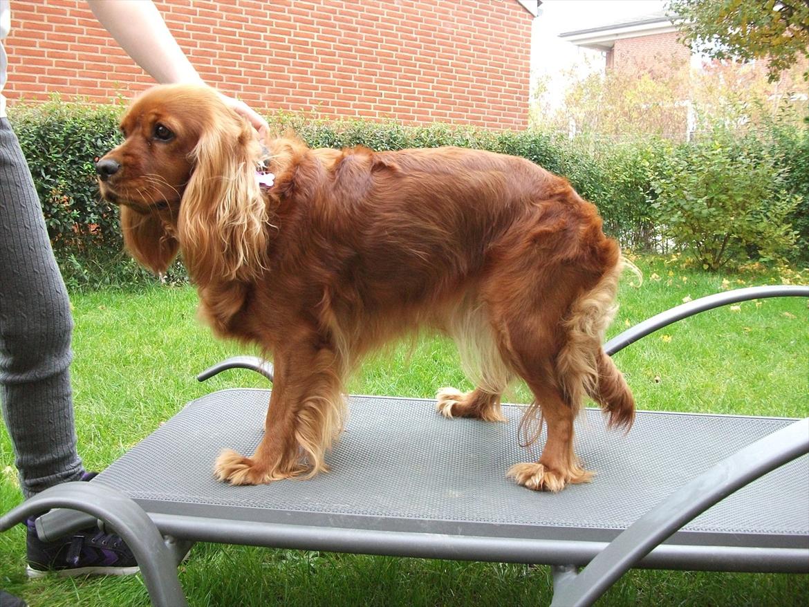 Blanding af racer Arnold - Arnolds mor, Mille billede 13