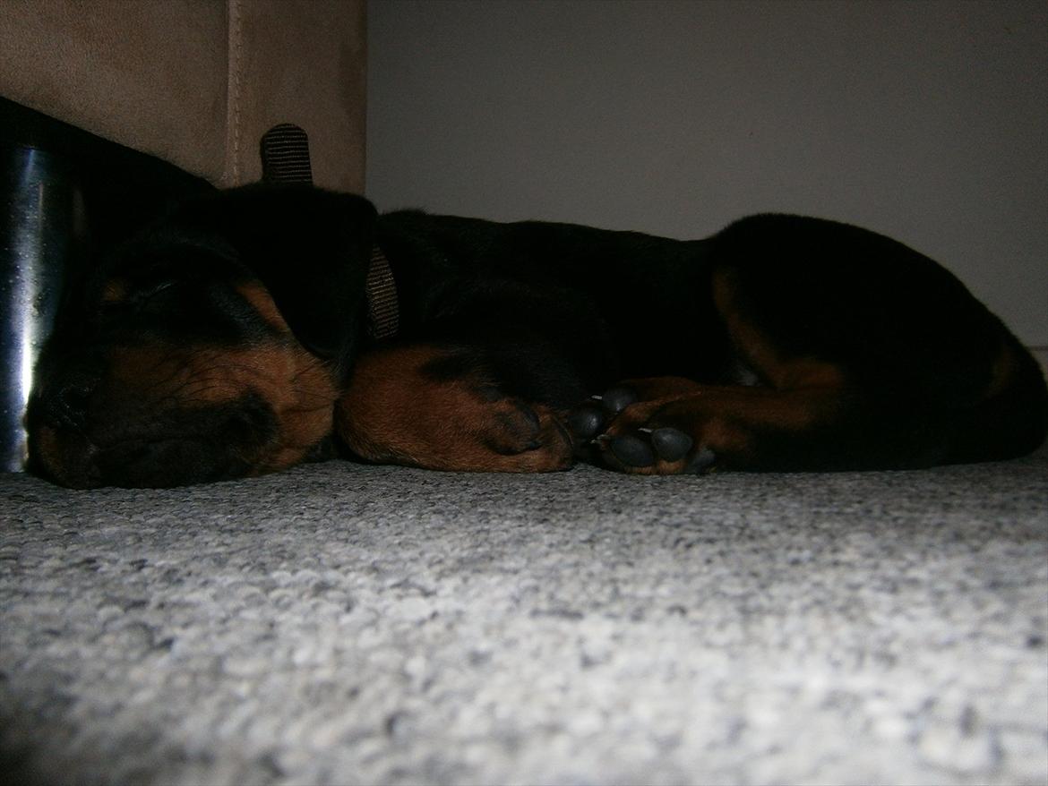 Rottweiler Pascho - dejligt med et godt kamera som for nogle super billeder :) billede 3