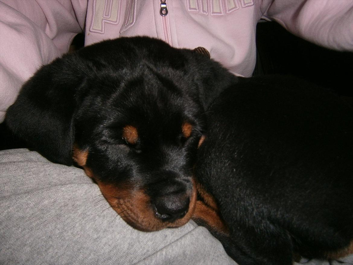 Rottweiler Pascho - så sød når han sover :) super billed billede 2