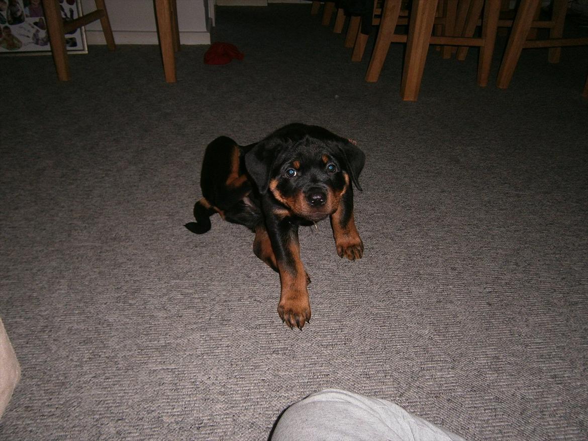 Rottweiler Pascho - det kløøør , synes det blev et godt billed især fordi han begynde at klø sig i det jeg trykkede :) billede 5