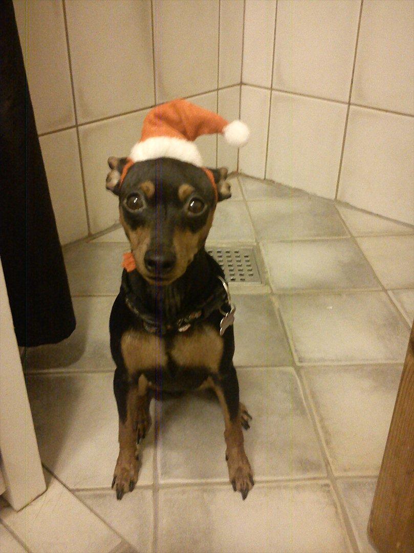 Dvaergpinscher Zafir billede 20