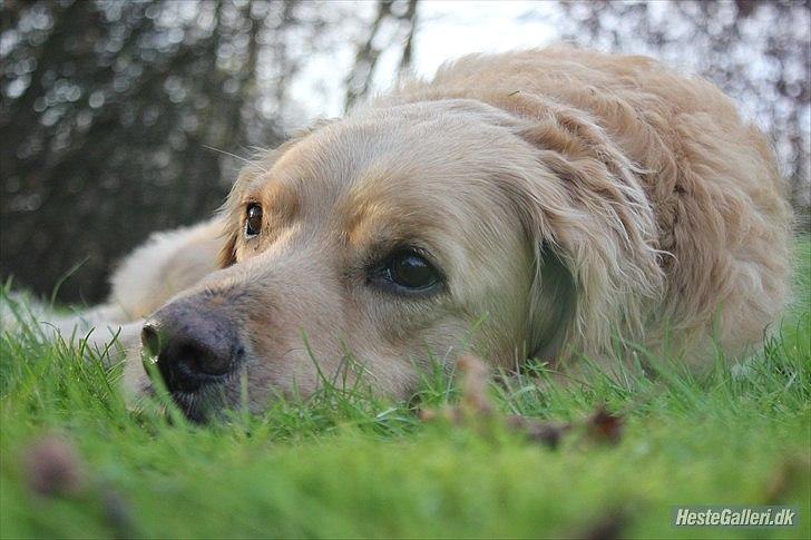 Golden retriever Luffe - Dejlige Luffe<3 billede 1