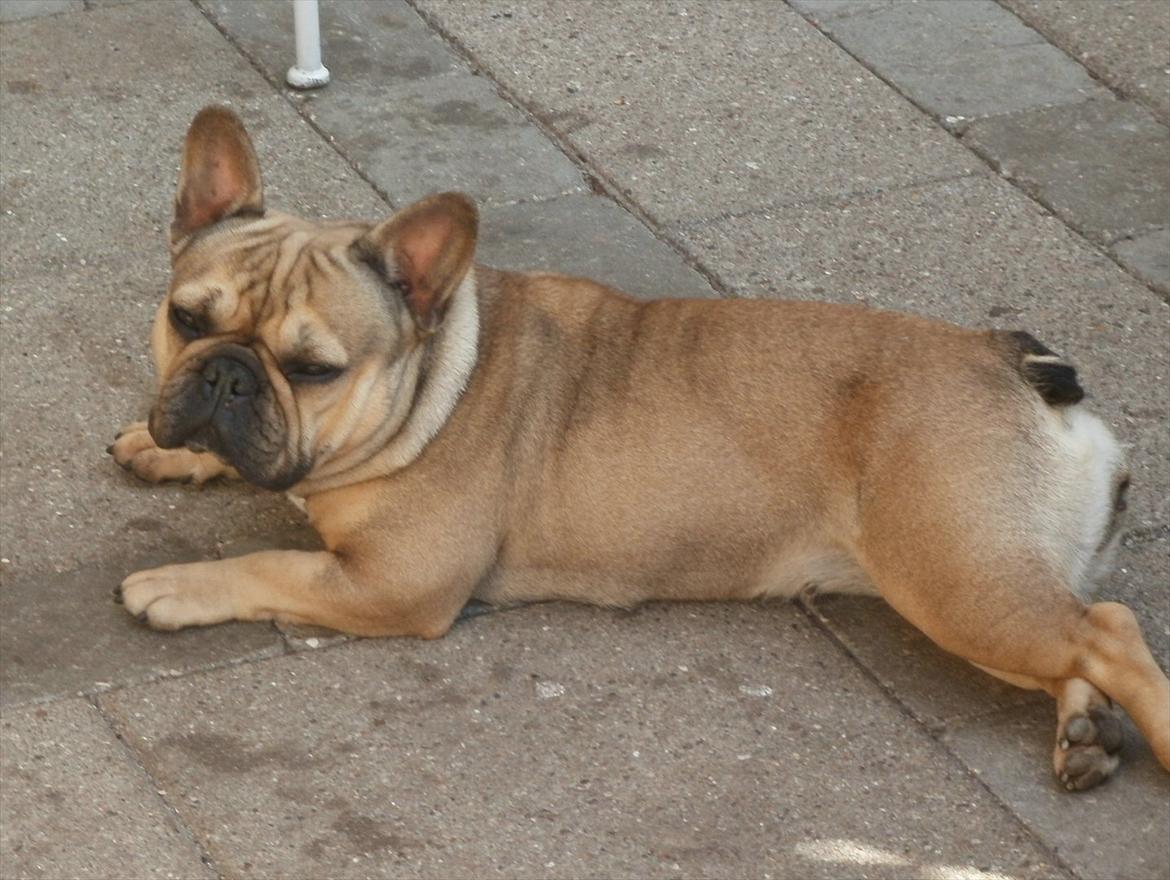 Fransk bulldog Sophie billede 1