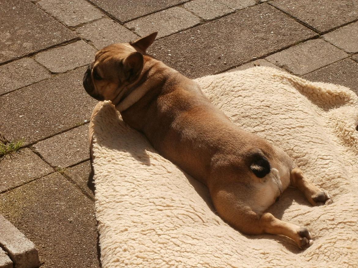 Fransk bulldog Sophie billede 2