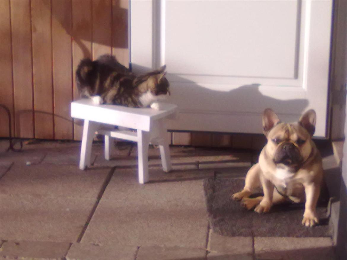 Fransk bulldog Sophie billede 3