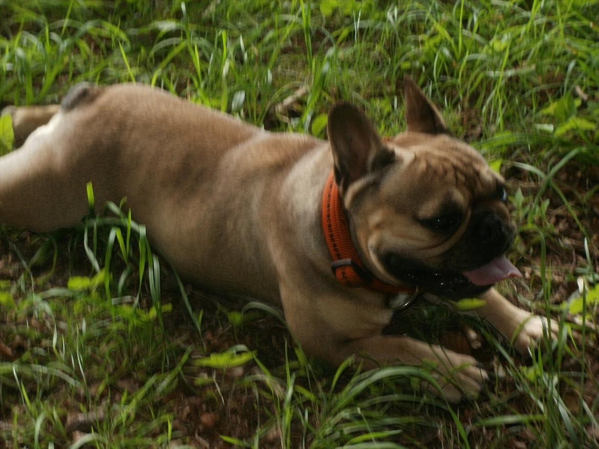 Fransk bulldog Sophie billede 4