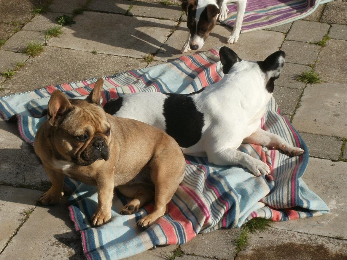 Fransk bulldog Sophie billede 5