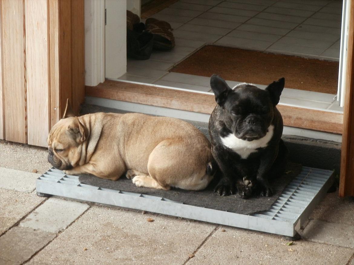 Fransk bulldog Sophie billede 6