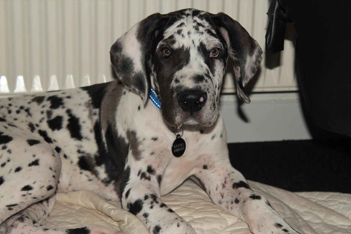 Grand danois Katho billede 1