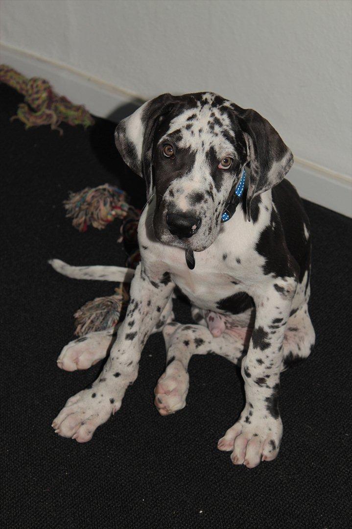 Grand danois Katho billede 2