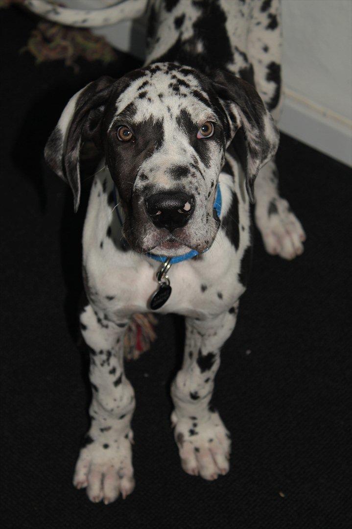 Grand danois Katho billede 3