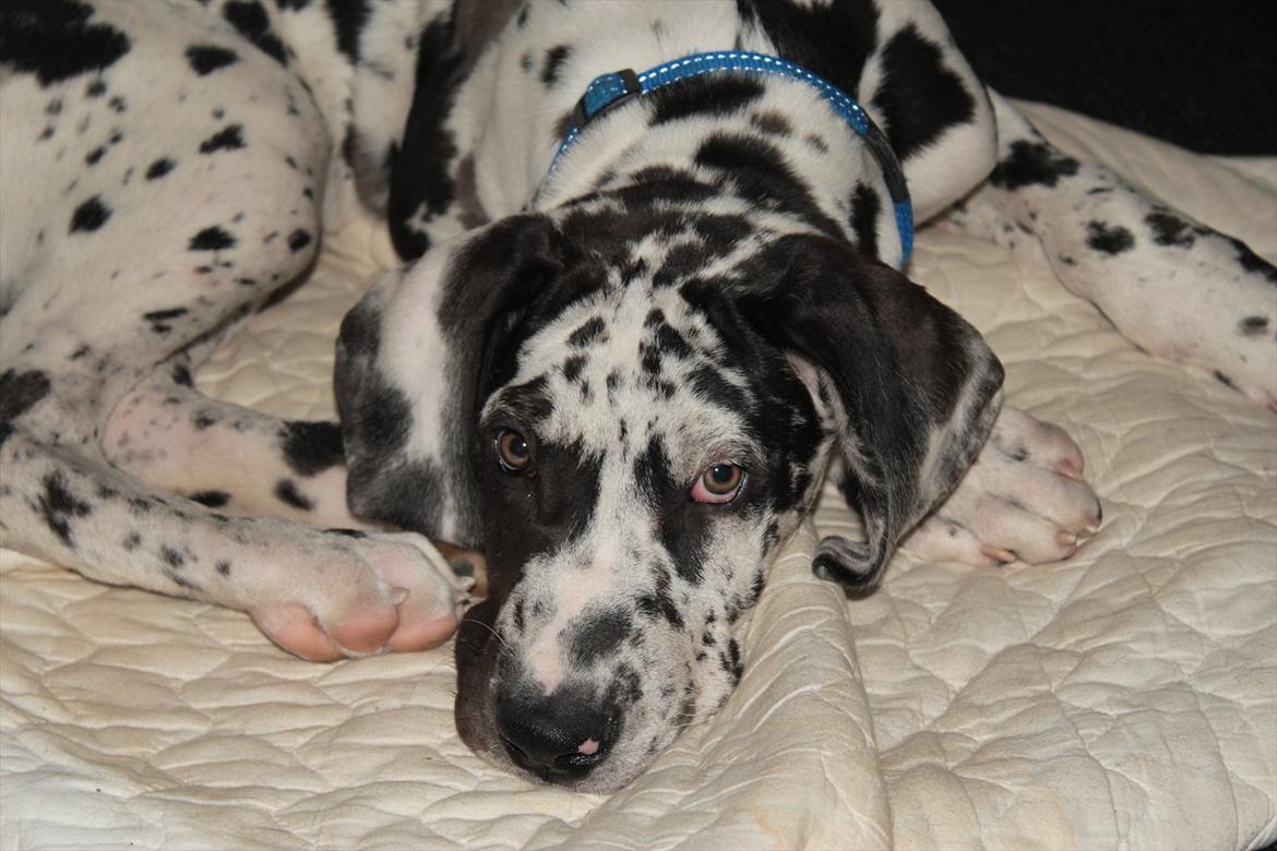 Grand danois Katho billede 4