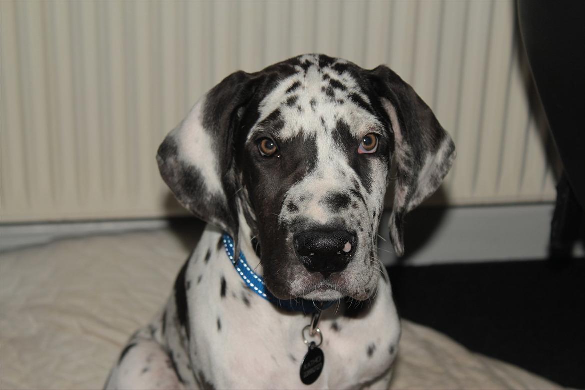 Grand danois Katho billede 5