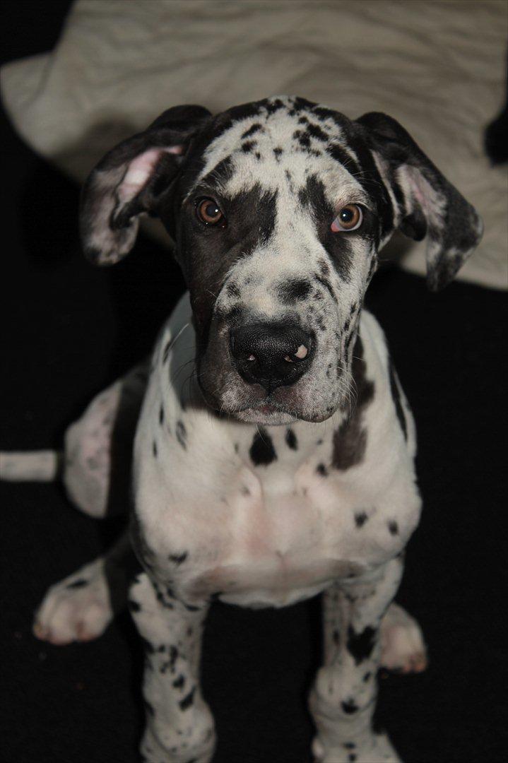 Grand danois Katho billede 6