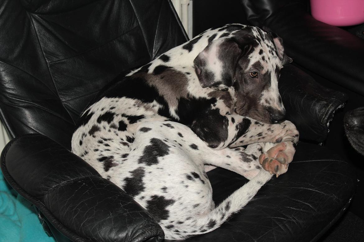 Grand danois Katho billede 7