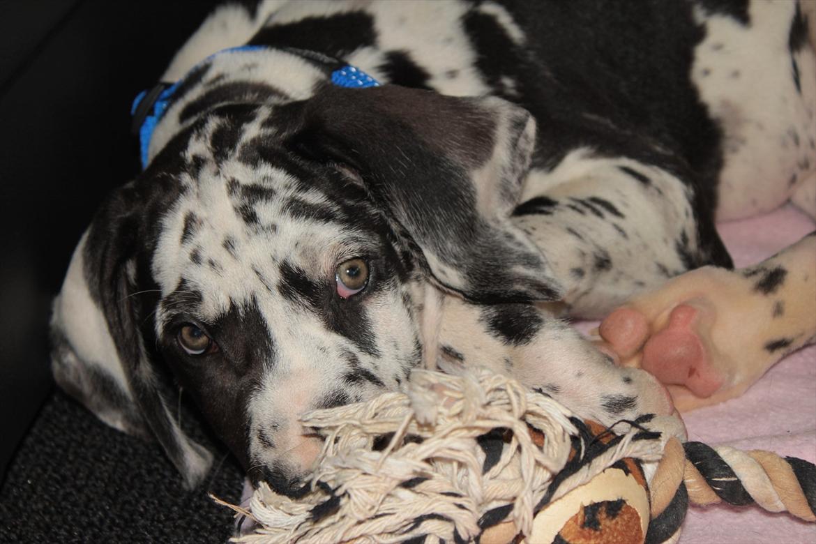 Grand danois Katho billede 8