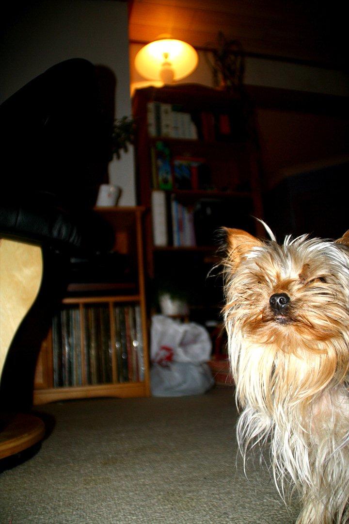 Yorkshire terrier Mia - Mia :-D billede 2