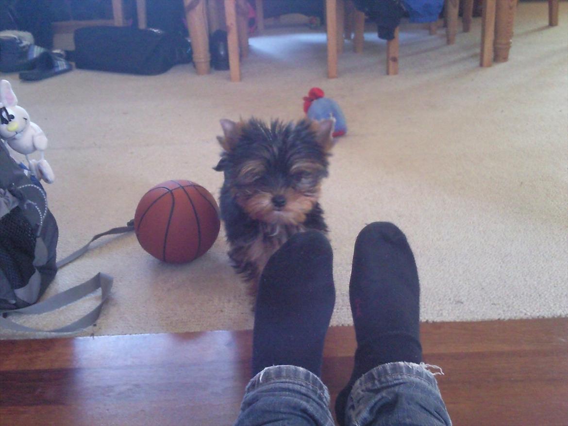 Yorkshire terrier Mia - Mia - Dagen efter jeg fik hende (; 
Man kan ikke andet end at holde af hende :-D. billede 3