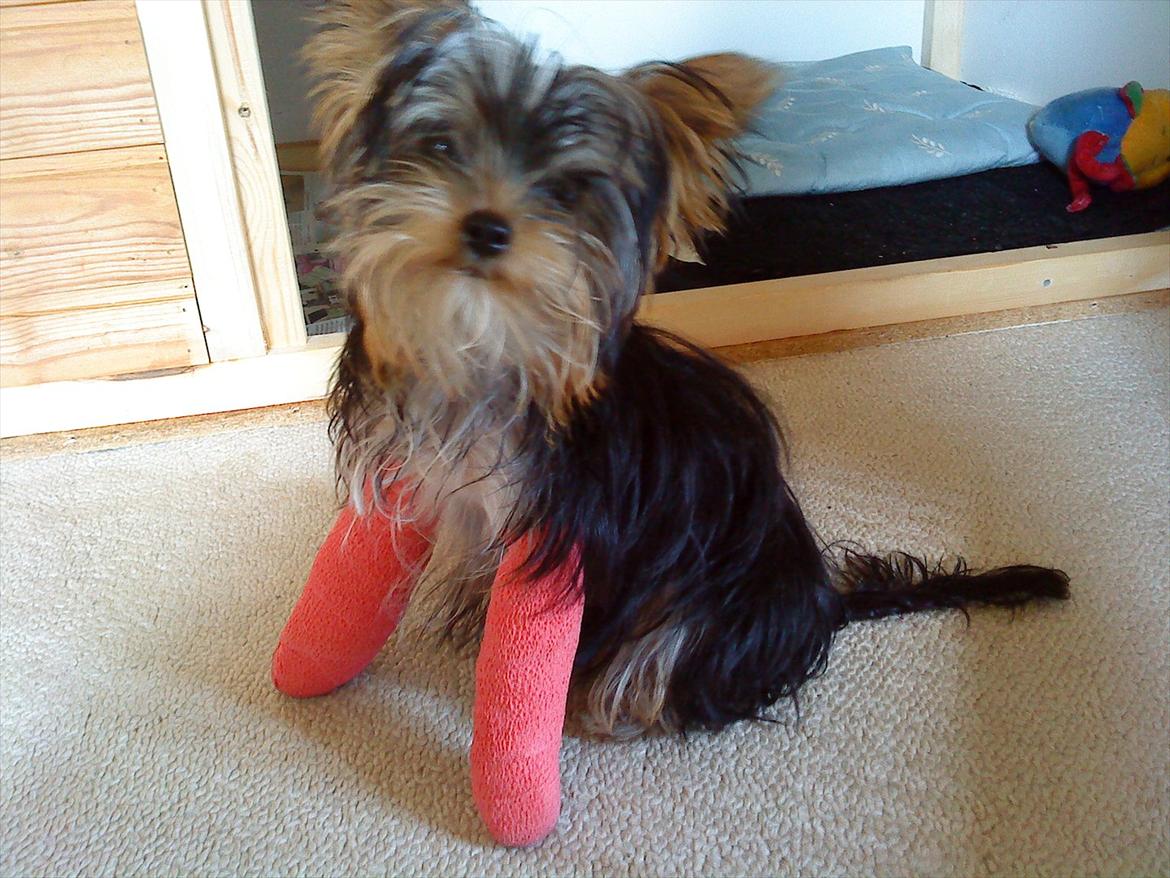 Yorkshire terrier Mia - Mia med hendes brækkede forben, Det var så synd for hende men hun blev heldigvis opereret og det gik rigtig, rigtig godt. Hun løber nu rundt som om det aldrig er sket, det kan faktisk ikke mærkes eller ses på hende nu :-D. billede 4