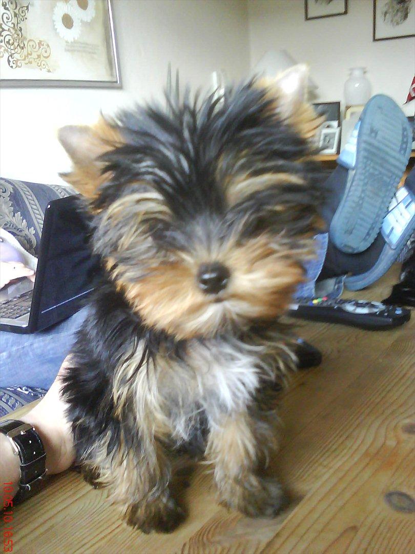 Yorkshire terrier Mia - Mia på dagen hvor jeg fik hende :-D . Jeg skulle egentlig spille Bingo Banko men mia havde travlt med at sidde på min plade så jeg ikke kunne afkrydse (; billede 5