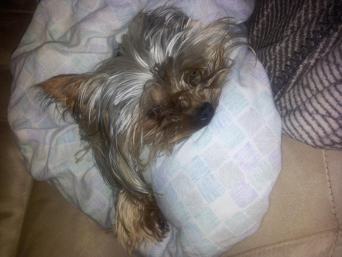 Yorkshire terrier Mia - Mia - Træt efter en tur til Agility :-D. billede 6