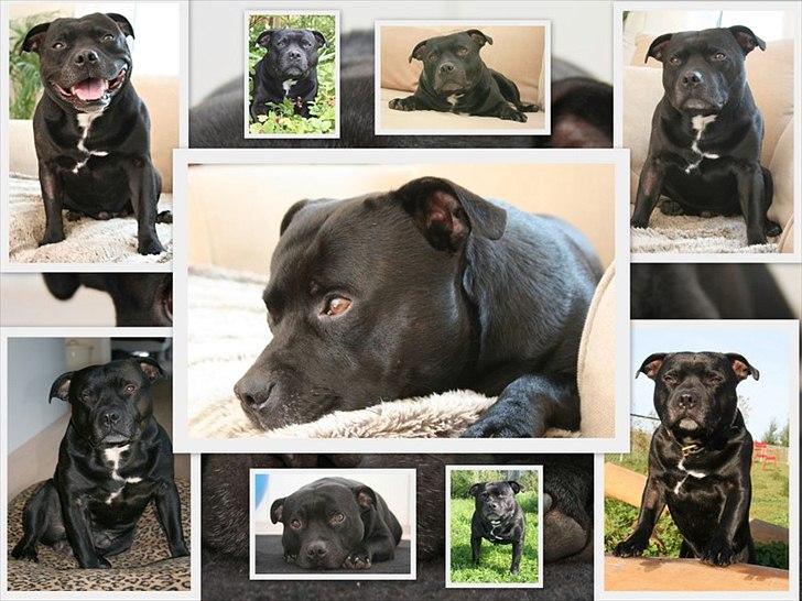 Staffordshire bull terrier Manse billede 15