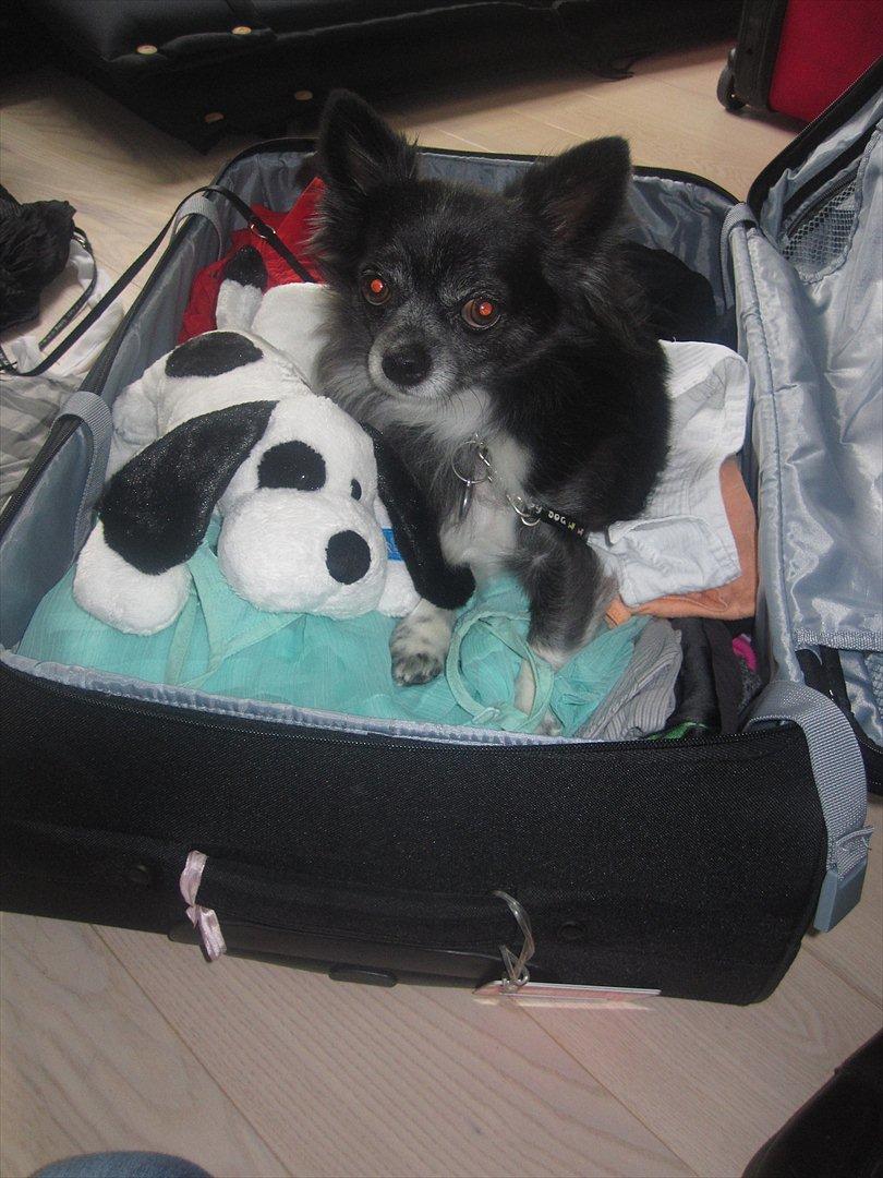 Chihuahua Felix billede 19