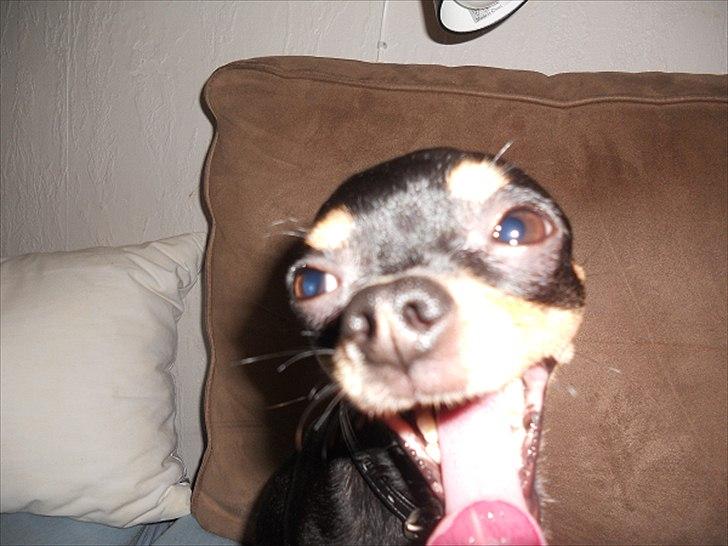 Chihuahua | Tyson - Velkommen til min side. Mit navn er Tyson, og ja... fjollede ansigter er jeg mester i ;-) billede 1