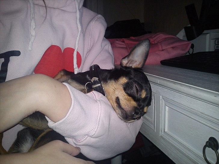 Chihuahua | Tyson - Efter en tur til tandrens hos dyrlægen, og en omgang mellemørsbetændelse... Træææt! billede 11