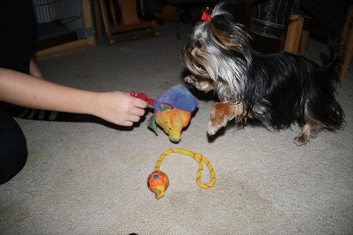 Yorkshire terrier Mia - Mia leger med sin elskede elefant :-D. billede 7