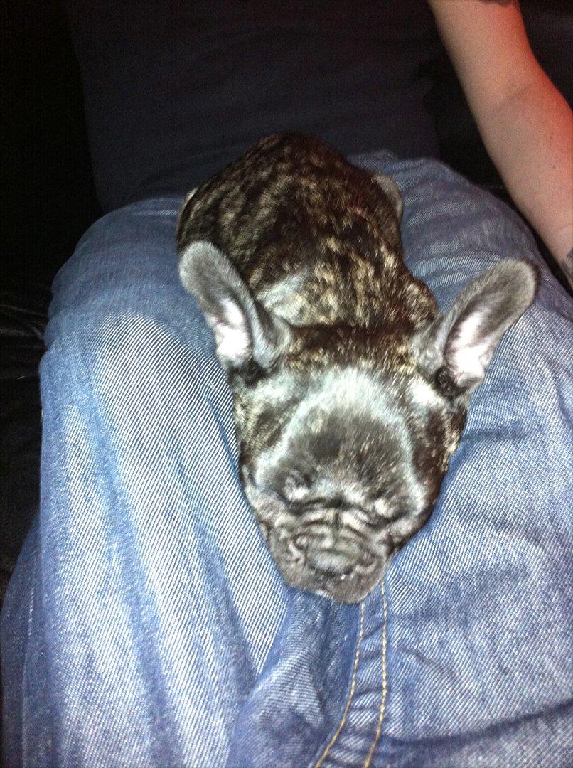 Fransk bulldog Mali billede 5